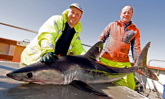 porbeagle