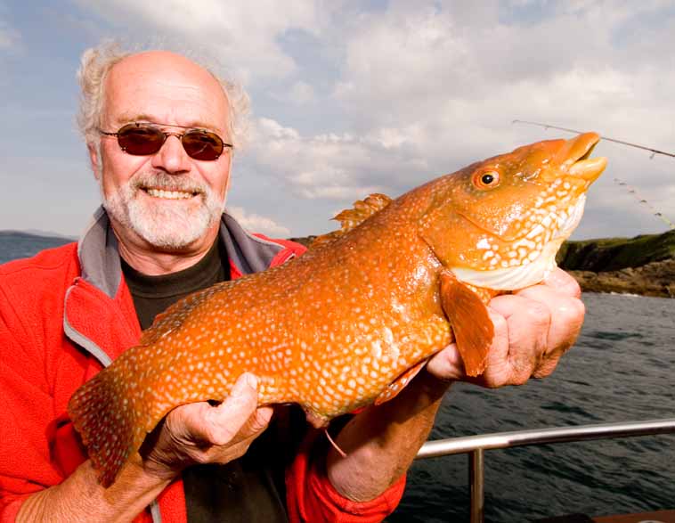 4 Pound Bannan Wrasse